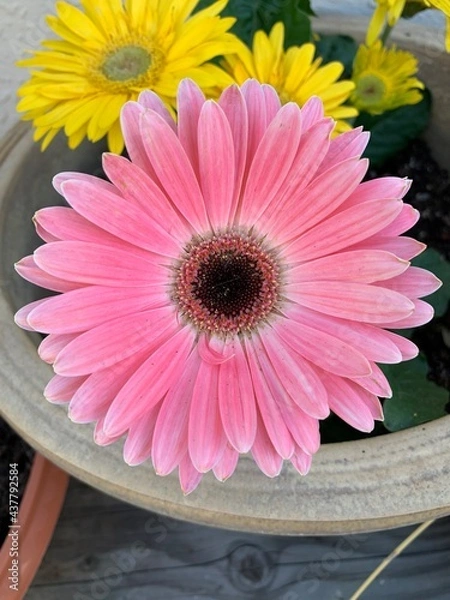 Obraz pink gerber daisies