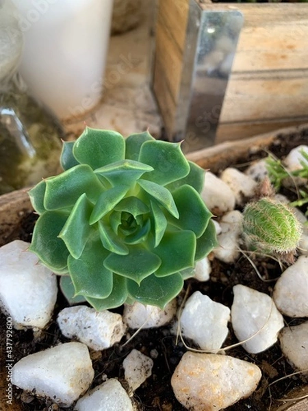 Obraz cactus in a pot