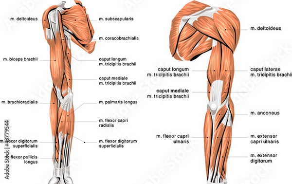 Obraz human arm muscles