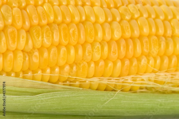 Fototapeta Corn Texture