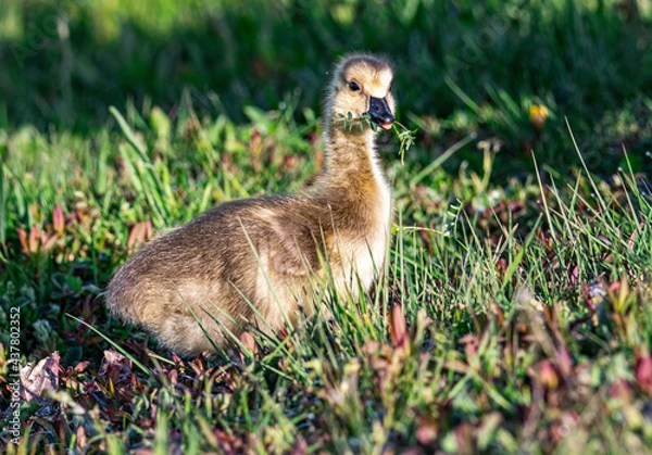 Obraz Canada Goose Gosling