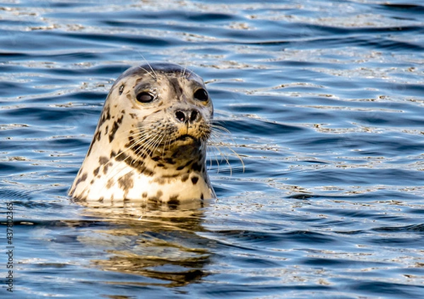 Obraz Harbor Seal