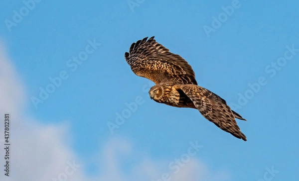 Obraz Northern Harrier