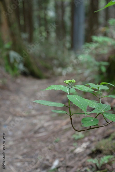 Obraz 薄暗い登山道。