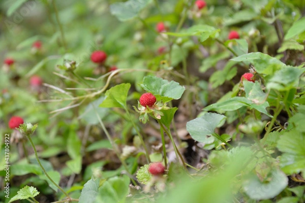 Obraz 山道の脇に実った真っ赤な野いちごの実。