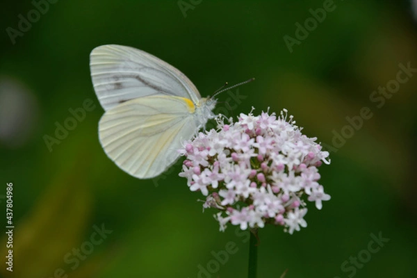 Obraz 花の蜜を吸うモンシロチョウ、横顔。