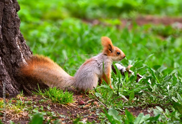 Fototapeta Squirrels in spring in Siberia. A young squirrel sits on the ground in profile. Nature of the Novosibirsk region, Russia