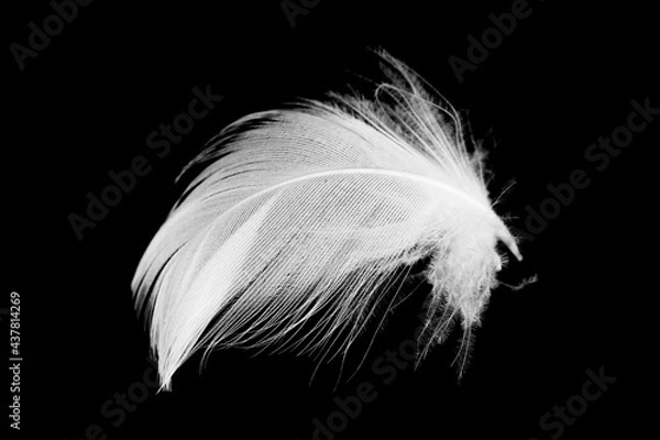 Fototapeta white feather on black background
