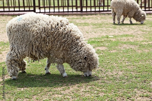 Fototapeta 한국안성팜랜드의양들입니다