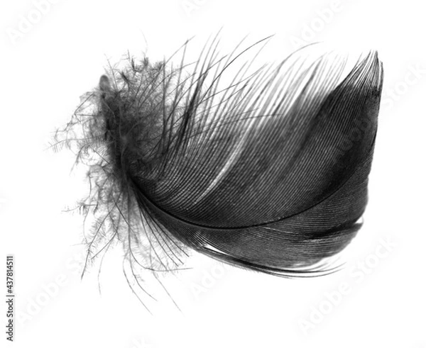 Fototapeta black feather on white background
