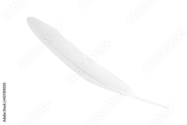 Fototapeta white feather on white  background