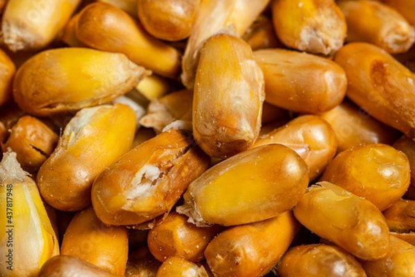 Fototapeta Toasted Peruvian corn. Toasted canchita or chulpe corn often served alongside ceviche. Top view. Close up.
