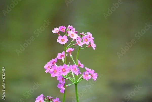 Obraz 北海道の春、川縁に咲くクリンソウ、Japanese Primrose.