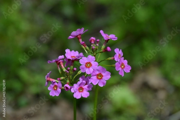 Obraz 北海道の春、川縁に咲くクリンソウ、Japanese Primrose.