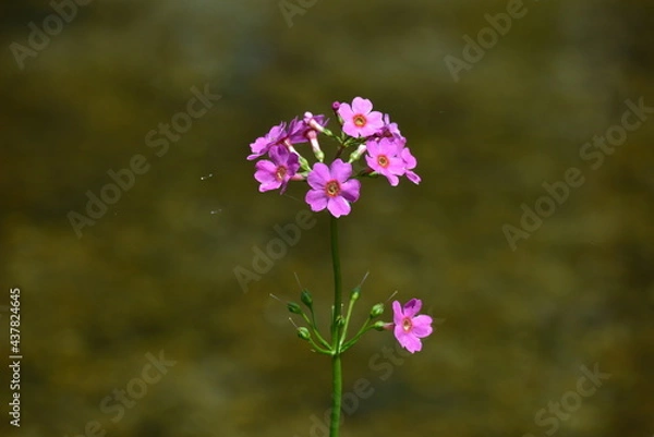 Obraz 北海道の春、川縁に咲くクリンソウ、Japanese Primrose.