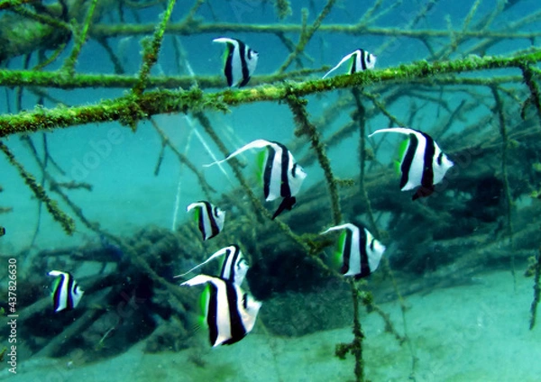 Fototapeta 伊豆の海でダイビング中にムレハタタテダイの群れを見かけました。