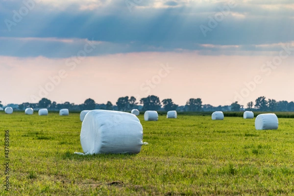 Obraz Haylage bales wrapped in white foil will provide food for farm animals during the winter. A green meadow in the background of the setting sun after summer hay.