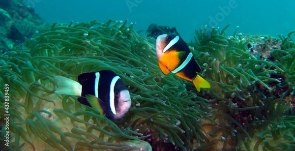 Obraz 伊豆の海でダイビング中にクマノミのペアを見かけました。