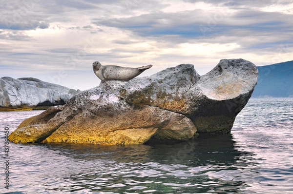 Obraz Ringed seal on a rock. The coast of the Sea of Japan.