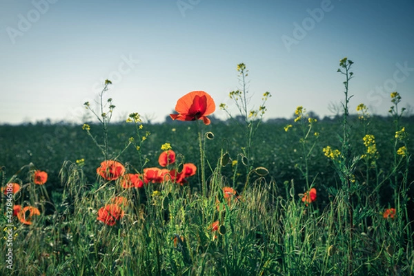 Obraz czerwone maki i niebieskie chabry na kolorowej łące