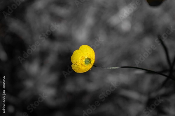 Obraz Yellow flower on the grey background