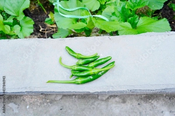 Obraz vegetable garden