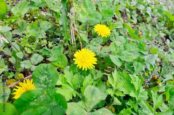Obraz Dandelion