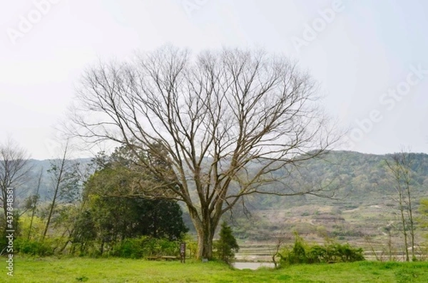 Obraz tree