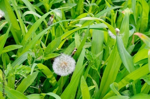 Obraz Dandelion