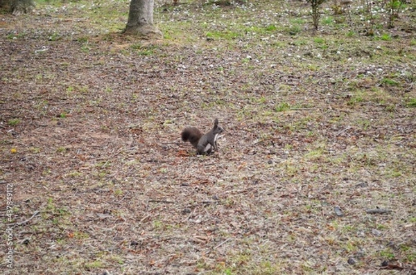 Obraz Squirrel