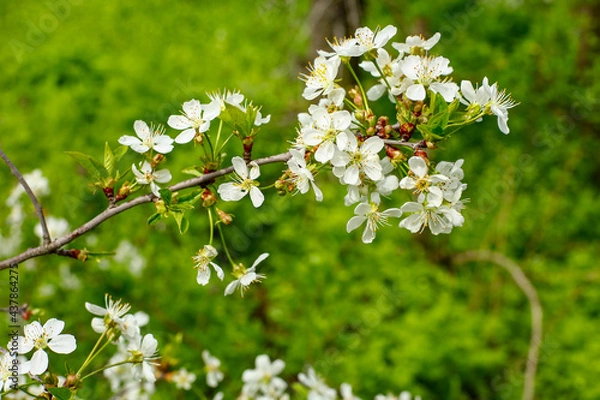 Obraz blossoming tree in spring