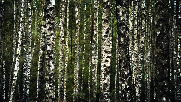 Obraz Dense birch forest