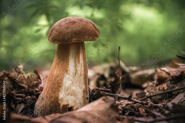 Obraz The boletus in the forest