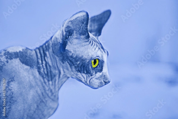Fototapeta Sphynx cat.  Portrait of a cat breed sphynx. The image is tinted in the color of the year-classic blue.