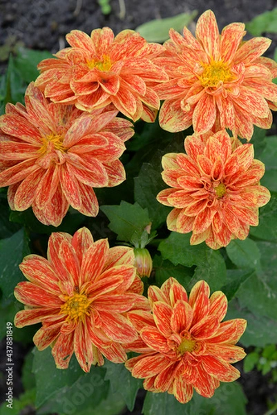 Fototapeta A flowering plant with colorful inflorescences grown in many varieties, called Dalia or Georgia, common in flower beds in the city of Białystok in Podlasie, Poland
