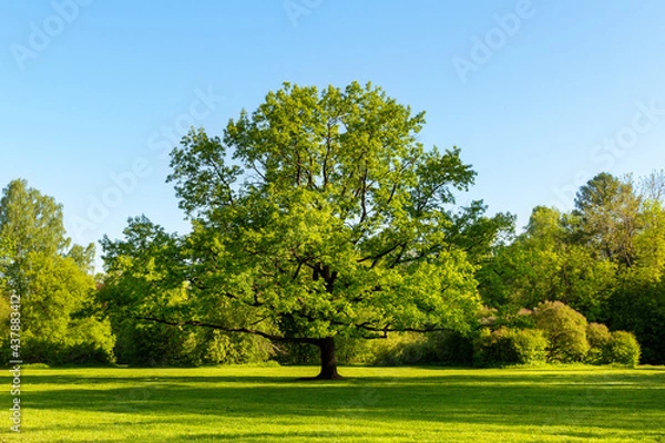 Fototapeta Large oak tree with green leaves in a meadow