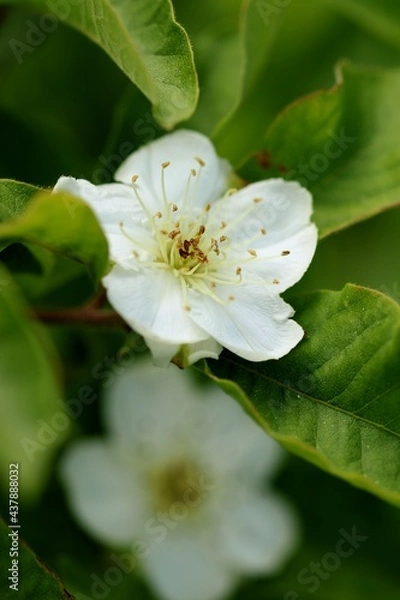Obraz Medlar flowers, closeup of  flower and leaves of common medlar.