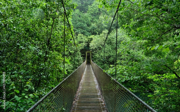 Fototapeta Suspension bridge in rainforest