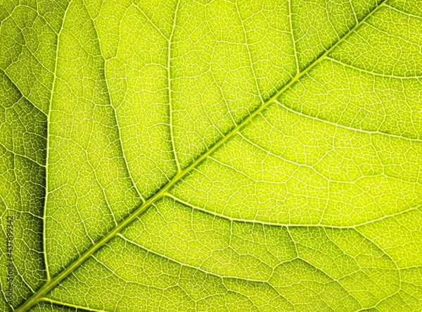 Fototapeta Close up leaf texture. Macro background