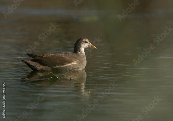 Fototapeta Portrait of a Moorhen at Asker marsh, Bahrain