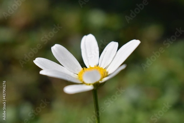 Obraz faune et flore