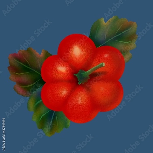 Obraz tomatoes on the vine