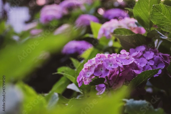 Fototapeta 夕暮れ時の紫陽花