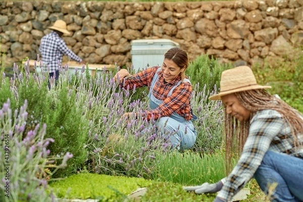 Fototapeta Smiling multiracial harvesters cutting lavender stems on plantation