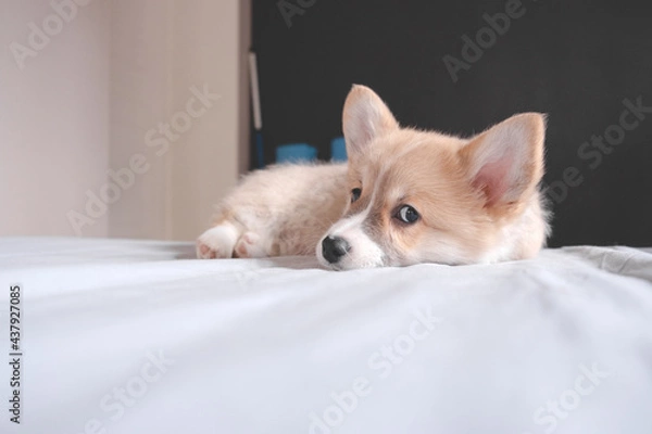 Fototapeta Pembroke Welsh  Cute little sleepy Corgi puppy is lying on the couch. Top horizontal view copyspace  pet taking care and adoption concept. Beautiful fluffy and furry puppy.