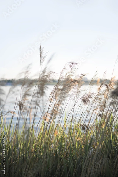 Fototapeta Pampas grass on the river in summer. Natural background of golden dry reeds against a blue sky. Selective focus.
