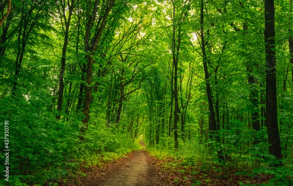 Obraz forest road along green trees 