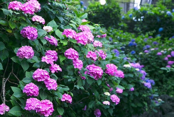 Obraz アジサイの壁