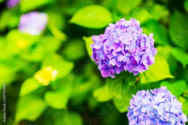 Fototapeta あじさい　園芸　ガーデニング　梅雨