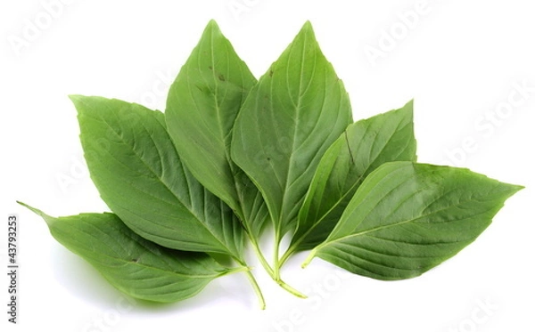 Obraz Basil leaf